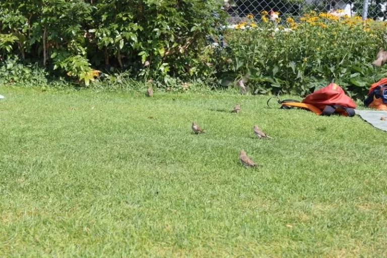 Après midi à la piscine Marzili à Berne, photo 5