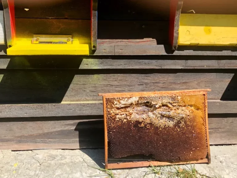 Concours photo de l'AJR sur le thème La couleur Jaune, photo 11