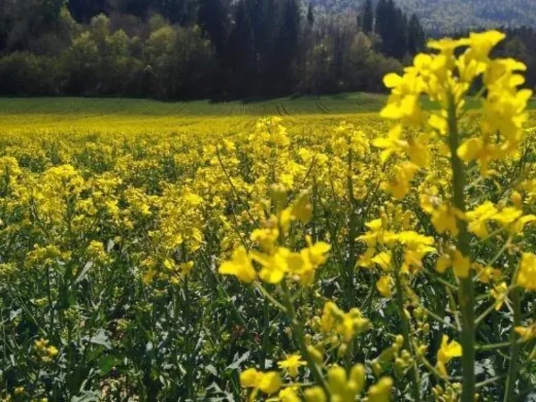 Concours photo de l'AJR sur le thème La couleur Jaune, photo 22